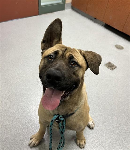 BEAR, Adoptable, Adult Male Mastiff & Mixed Breed.