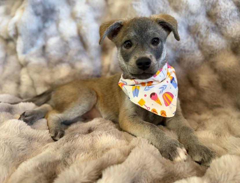 Wiley (Jungle Toons), an adopted mixed breed in Redwood City, CA image 3/6