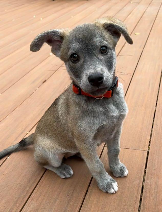Wiley (Jungle Toons), an adopted mixed breed in Redwood City, CA image 5/6