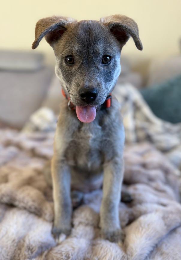 Wiley (Jungle Toons), an adopted mixed breed in Redwood City, CA image 4/6