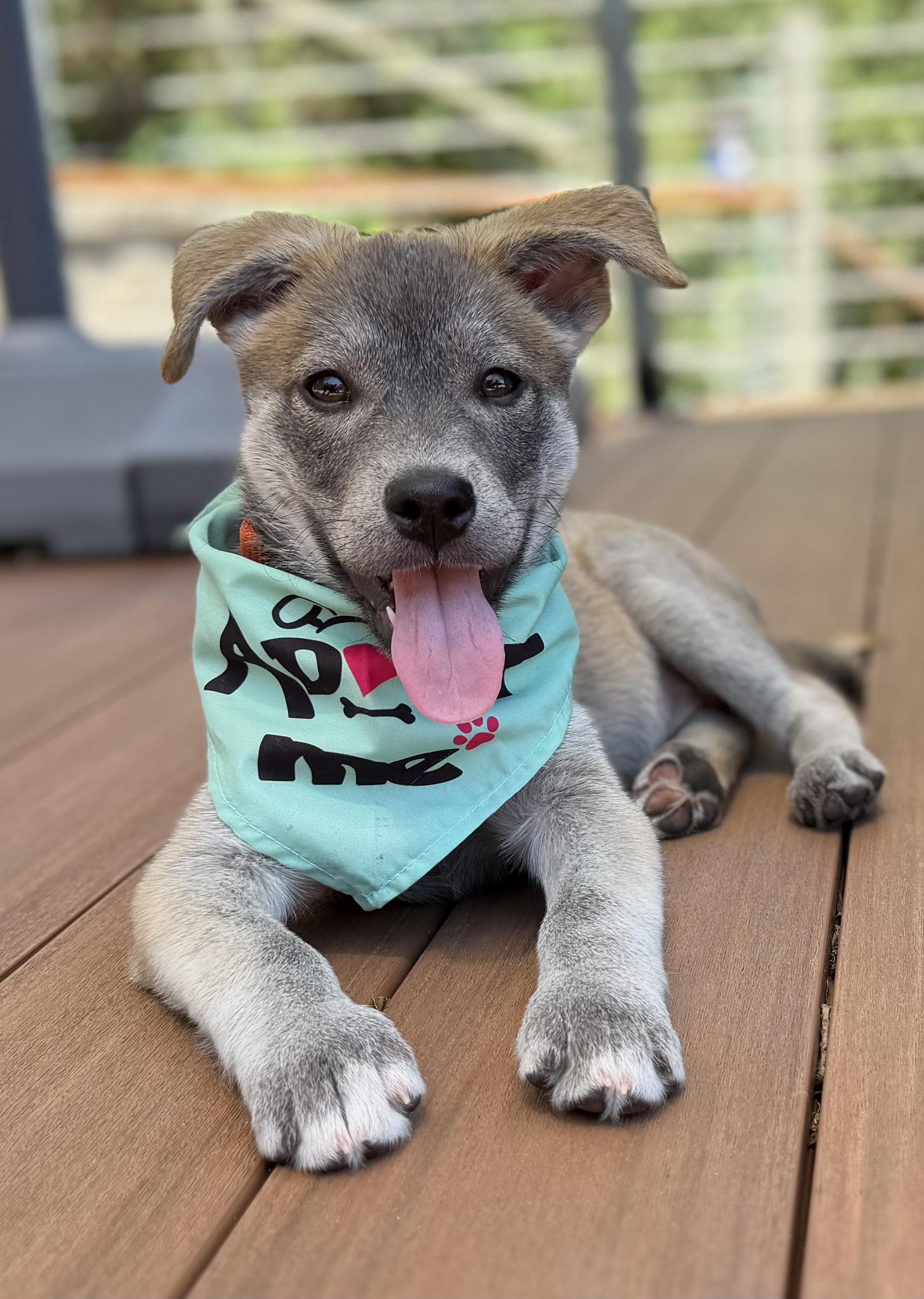 Wiley (Jungle Toons), adopted, Puppy Female Shepherd.