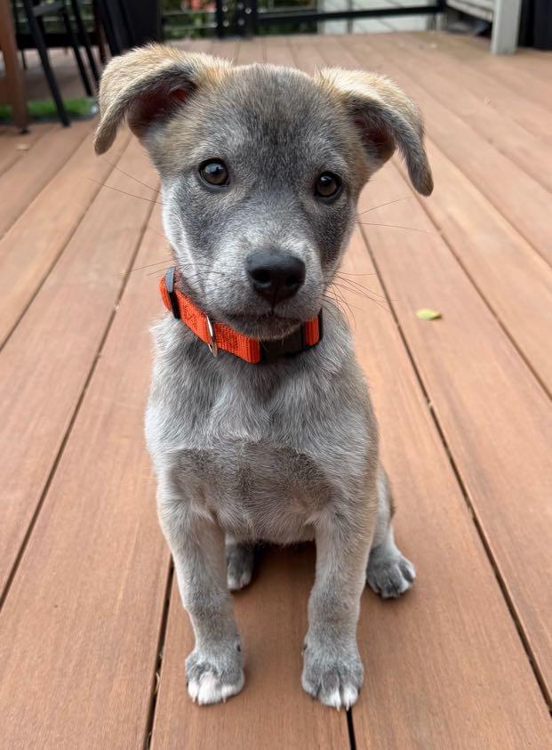 Wiley (Jungle Toons), an adopted mixed breed in Redwood City, CA image 2/6