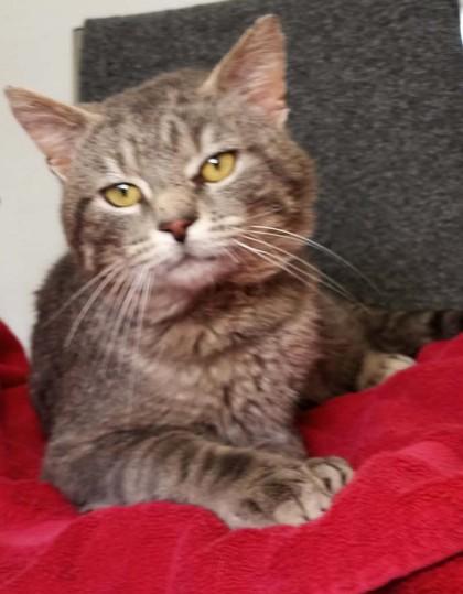 Bud , adopted, Adult Male Domestic Short Hair.