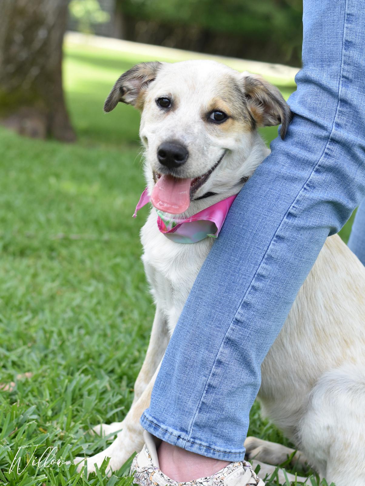 Enlarge Willow, a Adoptable mixed breed in Appleton, WI image 5/6