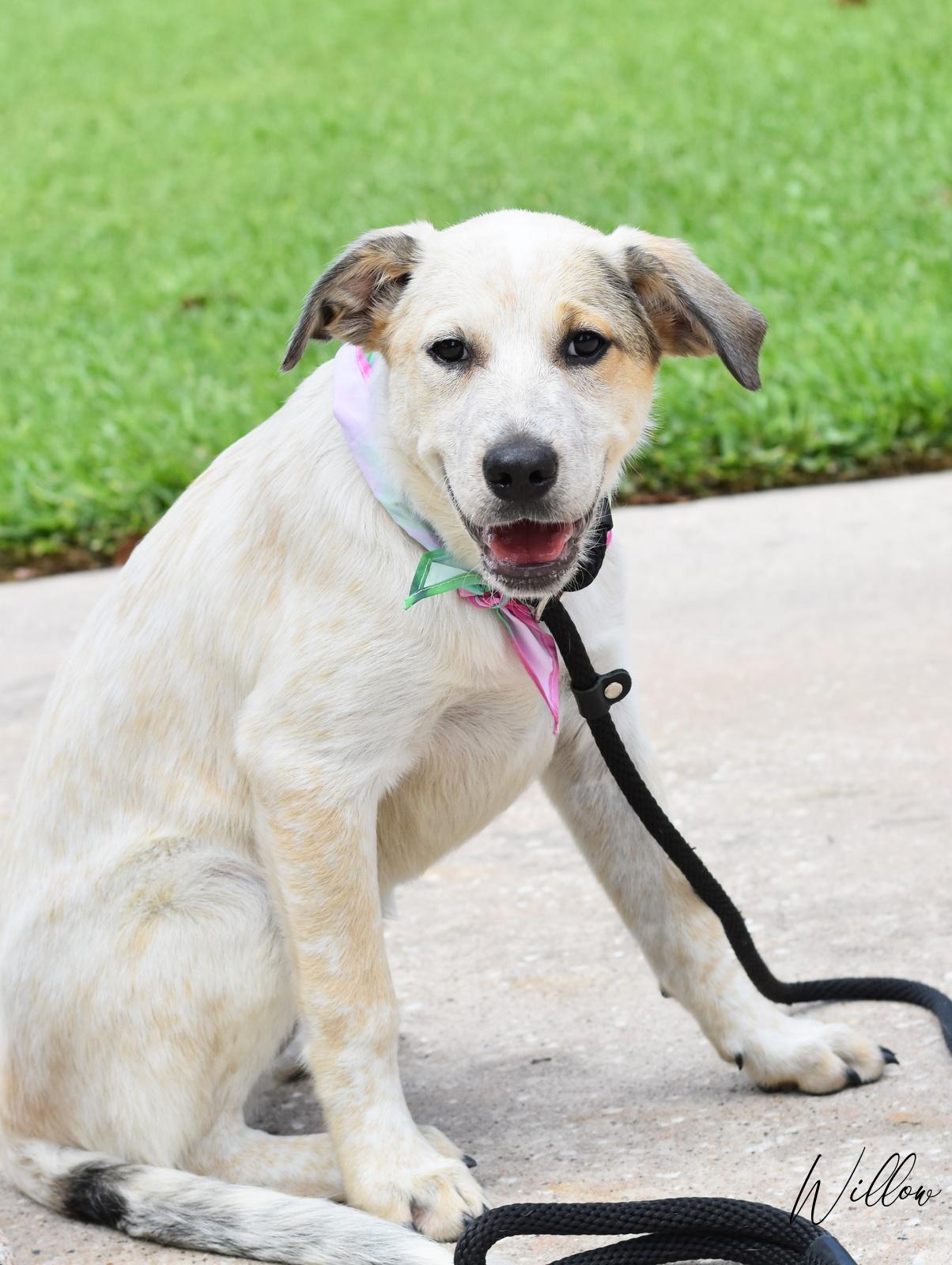 Enlarge Willow, a Adoptable mixed breed in Appleton, WI image 4/6