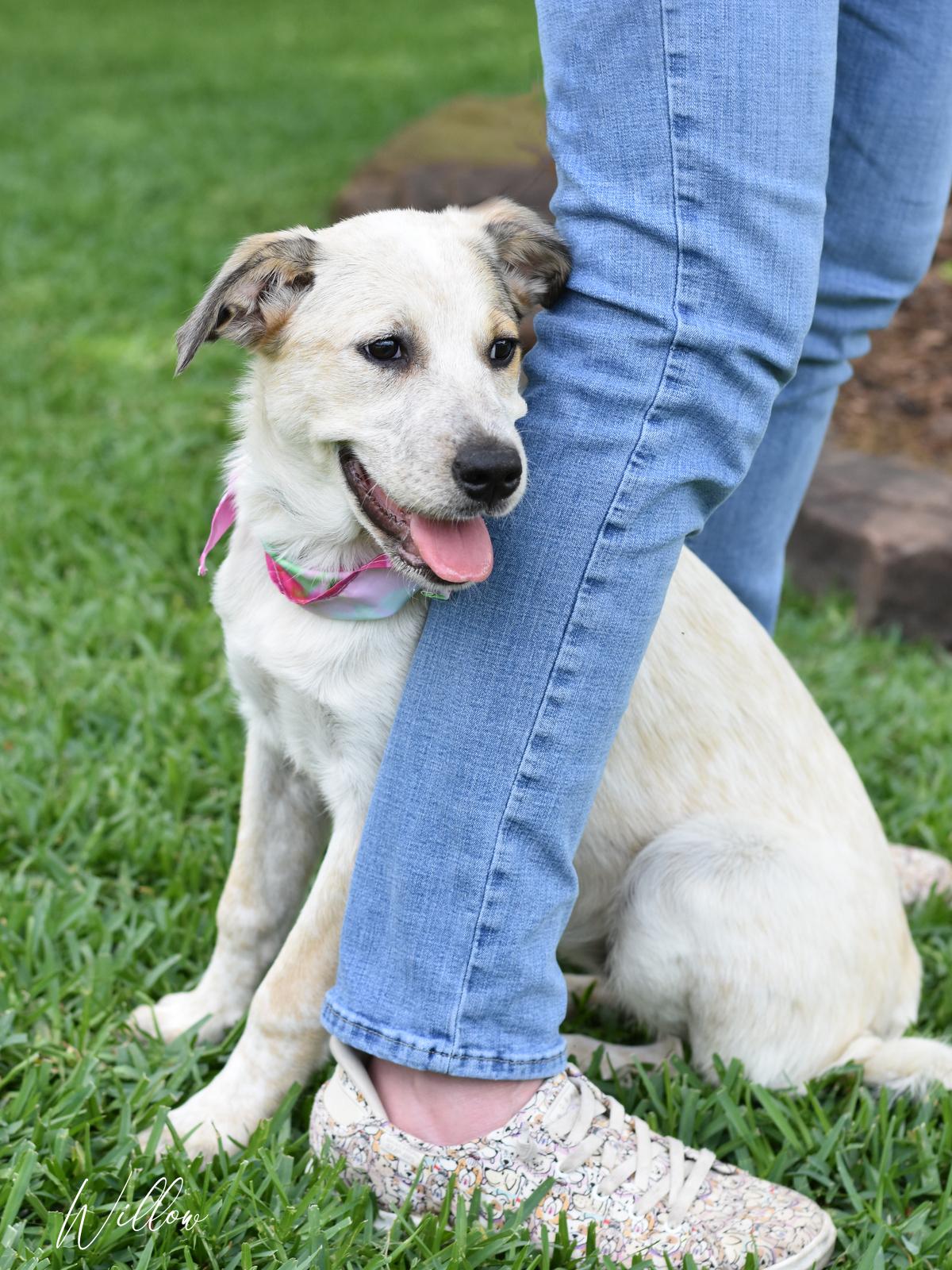 Enlarge Willow, a Adoptable mixed breed in Appleton, WI image 2/6