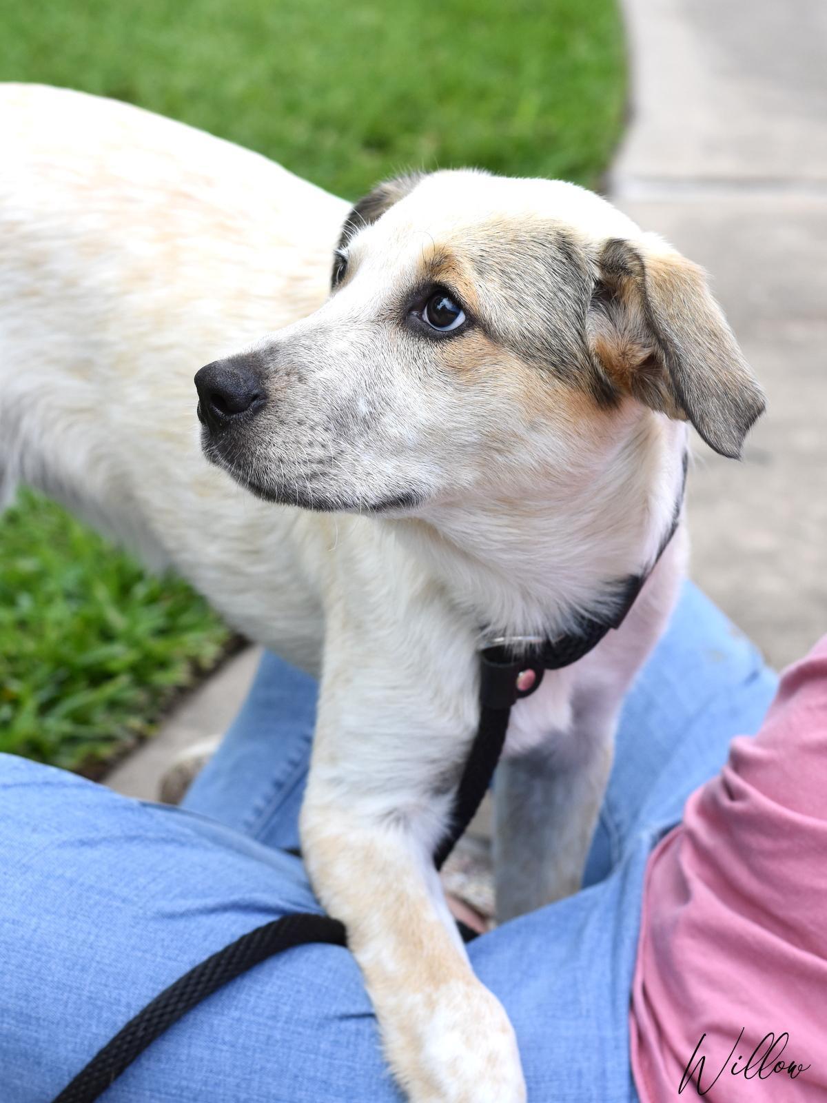 Enlarge Willow, a Adoptable mixed breed in Appleton, WI image 6/6
