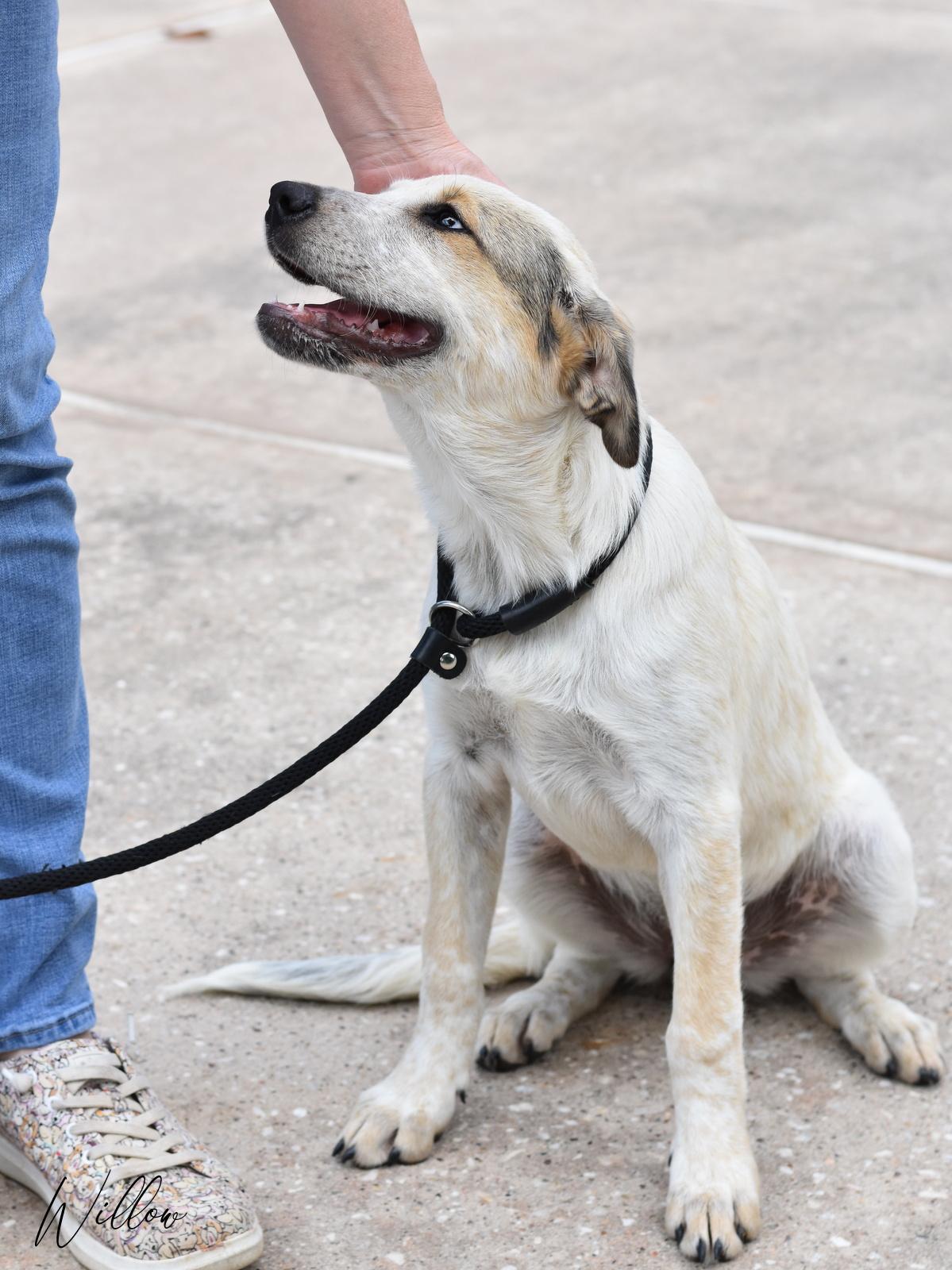 Enlarge Willow, a Adoptable mixed breed in Appleton, WI image 3/6