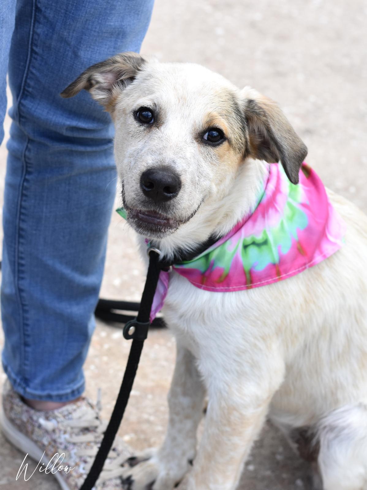 Willow, Adoptable, Young Female Great Pyrenees & Labrador Retriever.