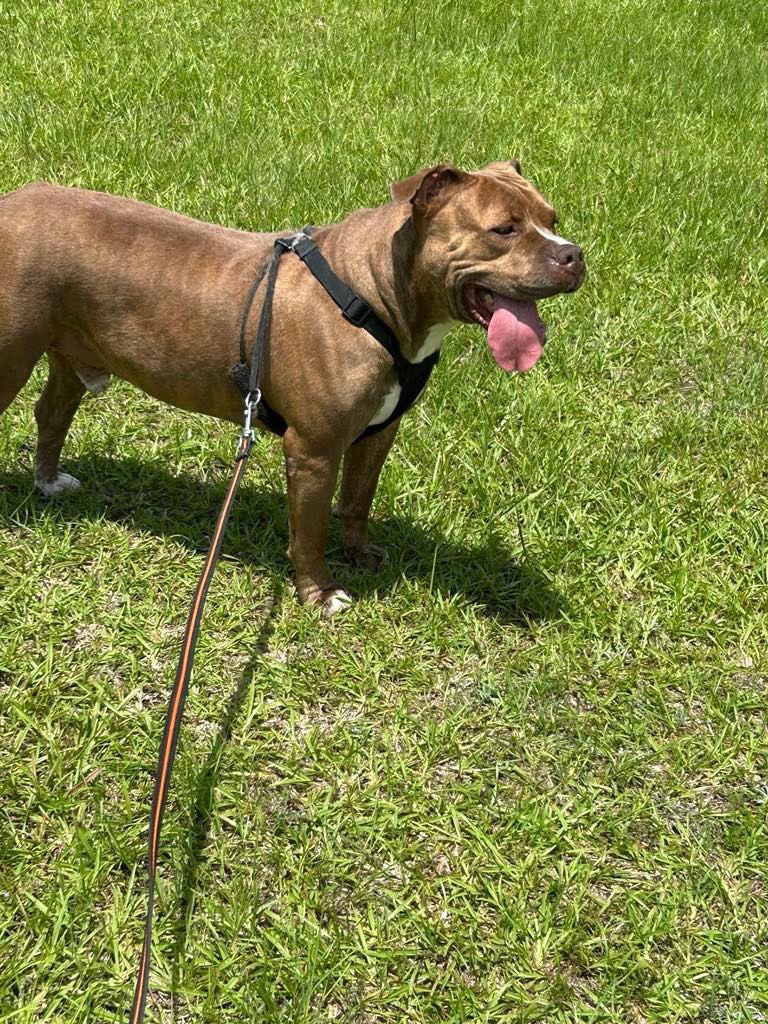 Davey, Adoptable, Adult Male American Bulldog.