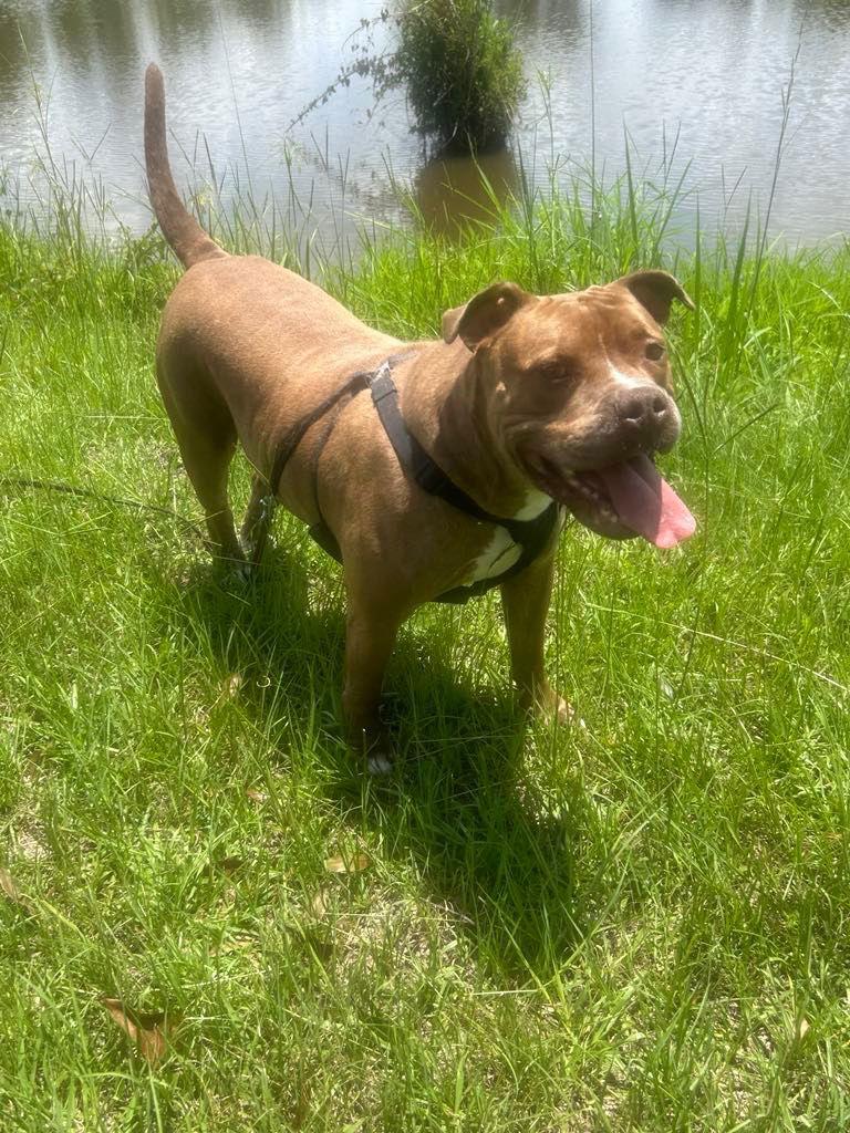 Davey, a Adoptable American Bulldog in Ringoes, NJ image 2/3