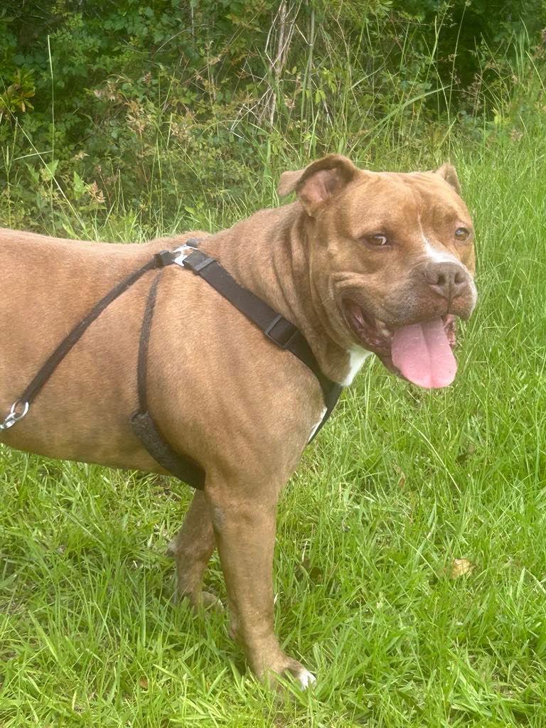 Davey, a Adoptable American Bulldog in Ringoes, NJ image 3/3