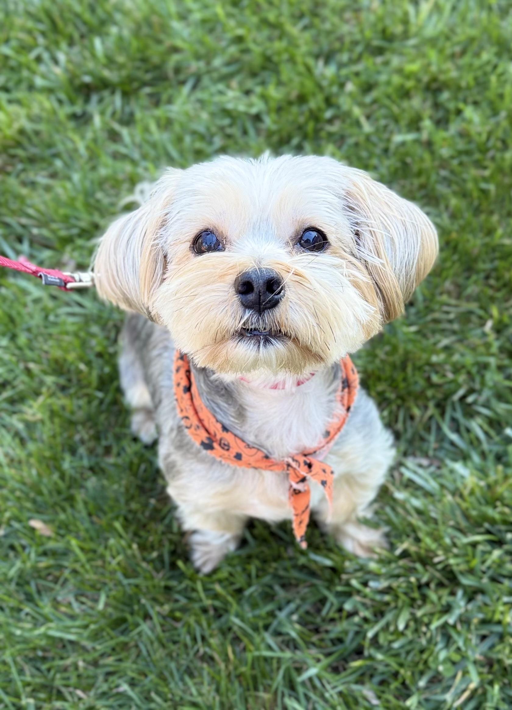 Enlarge Bon Jovi, a Adoptable Yorkshire Terrier in Thornwood, NY image 6/6