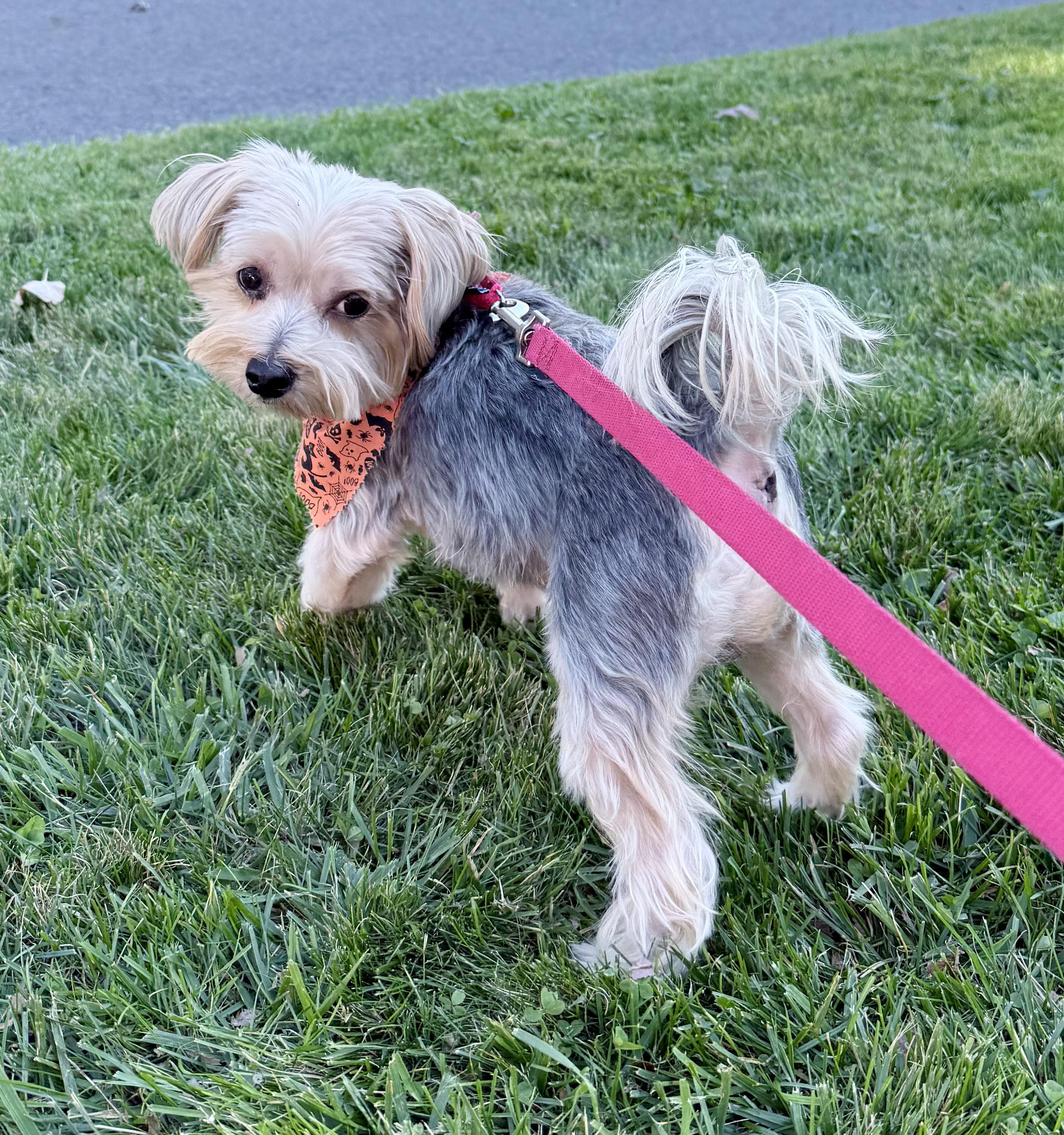 Enlarge Bon Jovi, a Adoptable Yorkshire Terrier in Thornwood, NY image 3/6