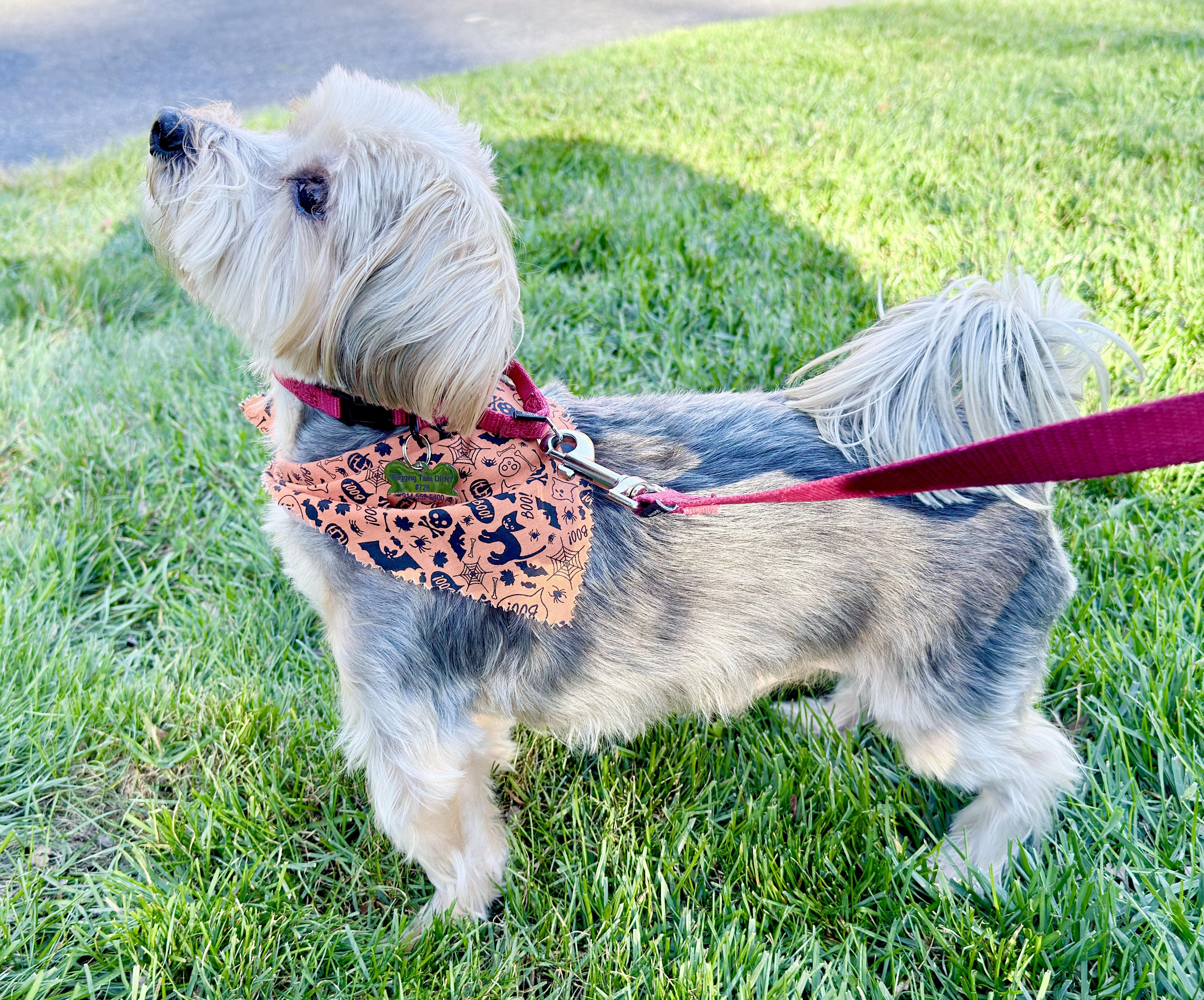 Enlarge Bon Jovi, a Adoptable Yorkshire Terrier in Thornwood, NY image 5/6