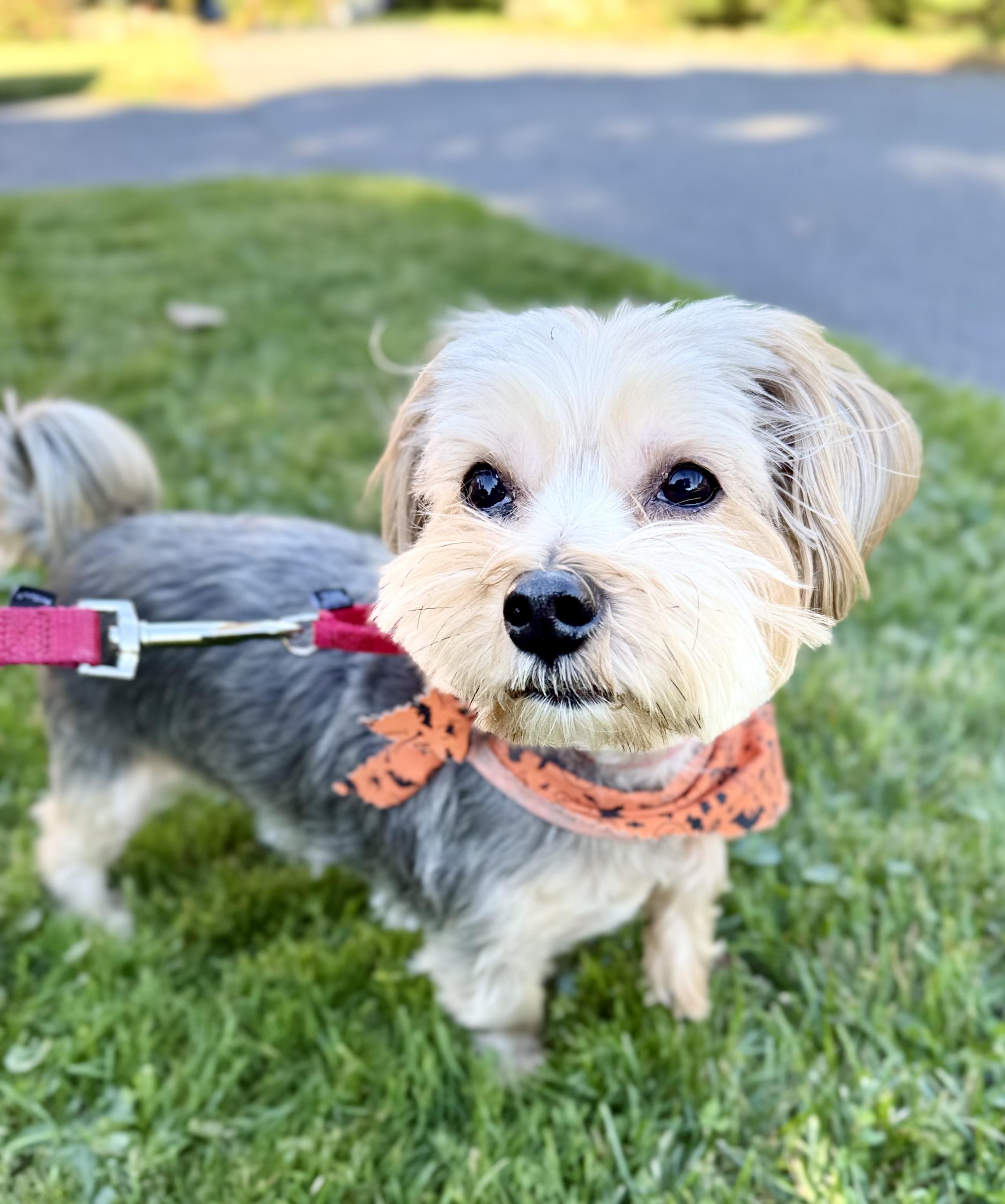 Enlarge Bon Jovi, a Adoptable Yorkshire Terrier in Thornwood, NY image 2/6