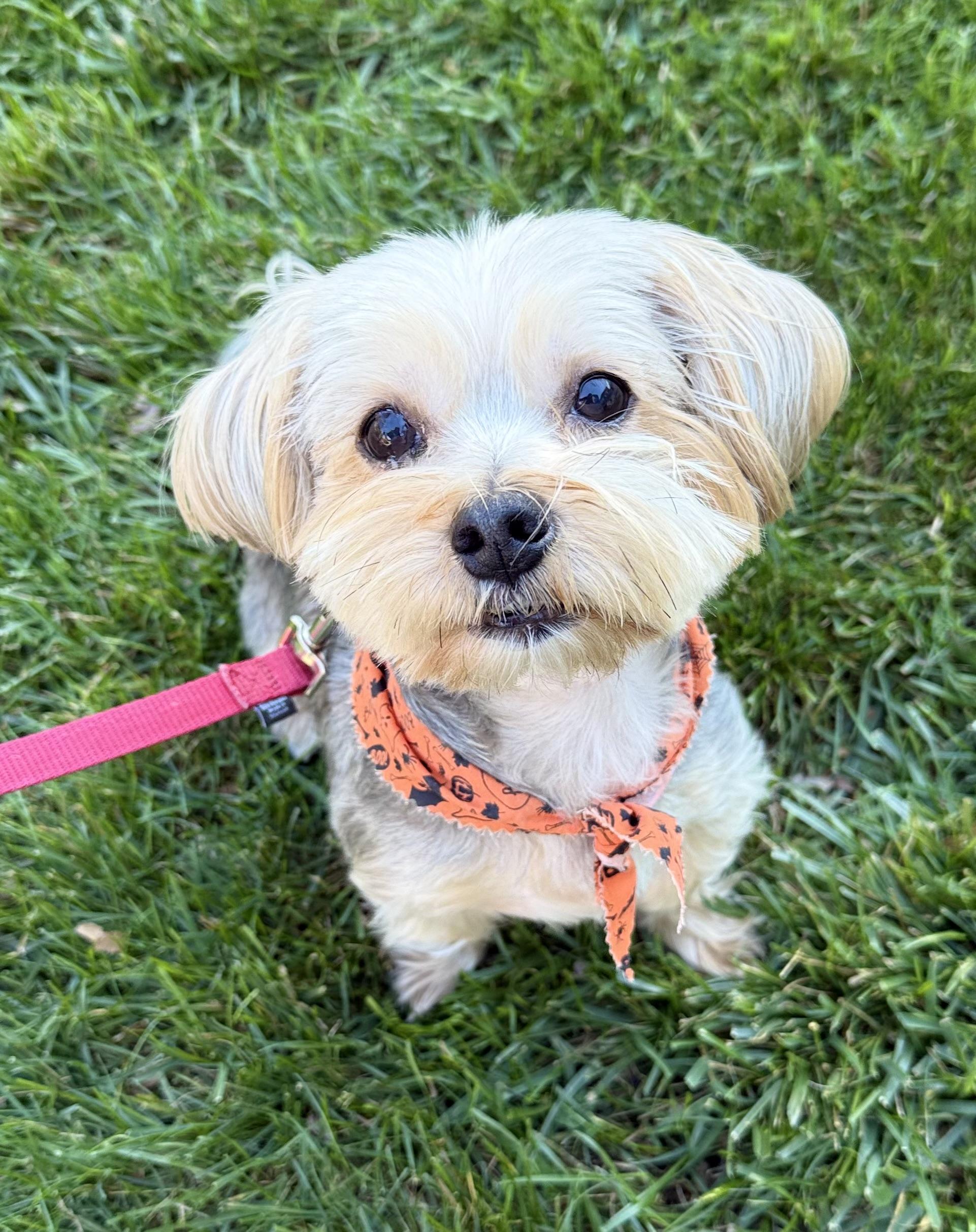 Bon Jovi, Adoptable, Adult Male Yorkshire Terrier.