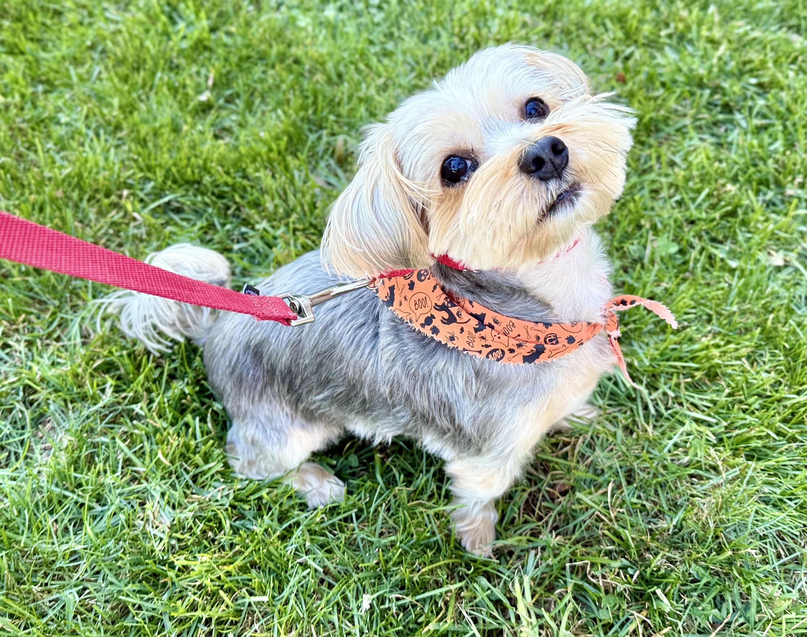 Enlarge Bon Jovi, a Adoptable Yorkshire Terrier in Thornwood, NY image 4/6