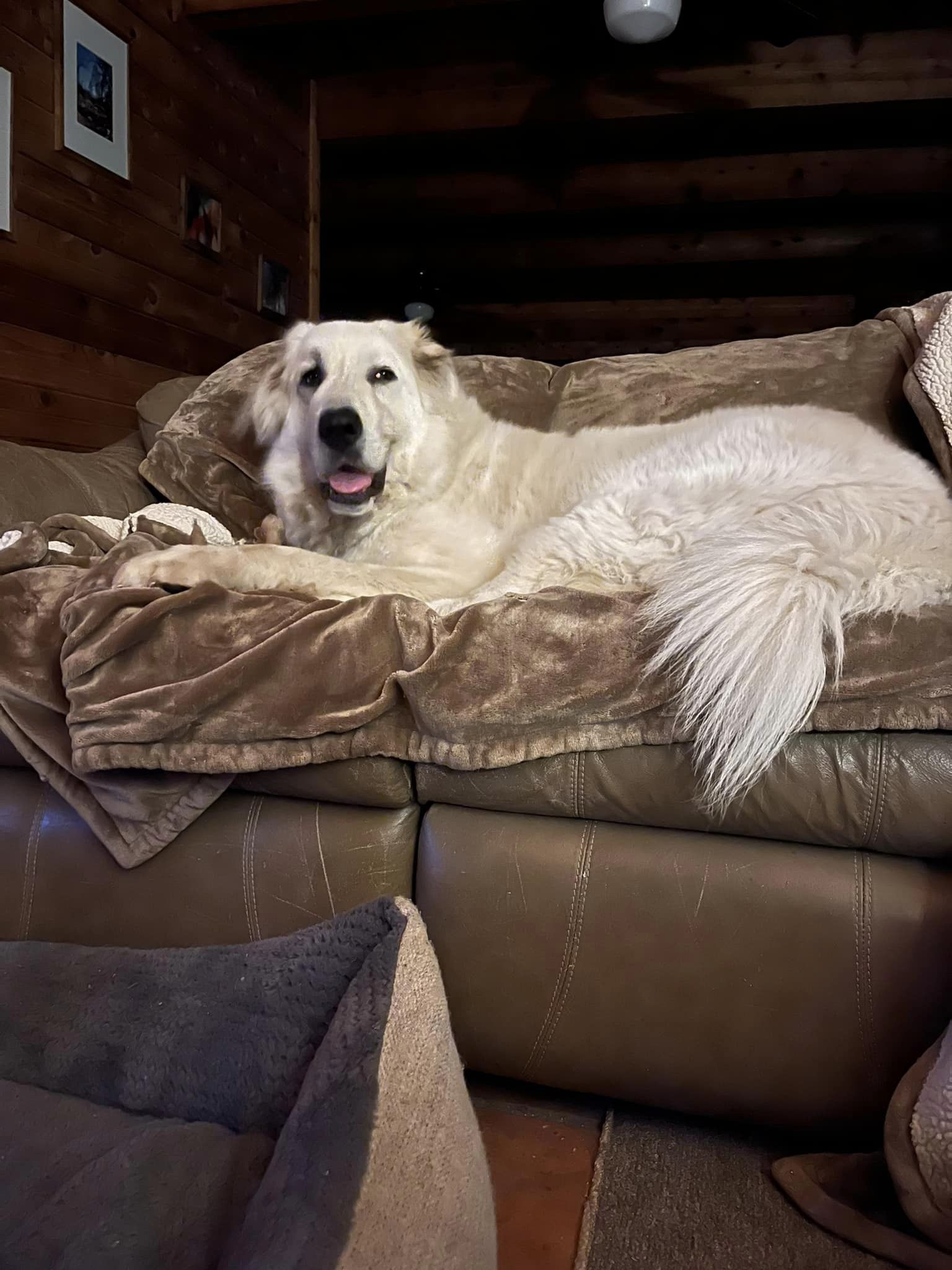 Sully, a Adoptable mixed breed in Georgetown, TX image 2/6