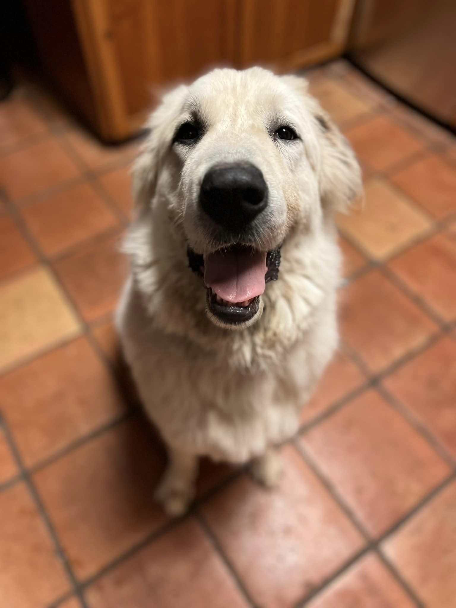 Sully, a Adoptable mixed breed in Georgetown, TX image 3/6