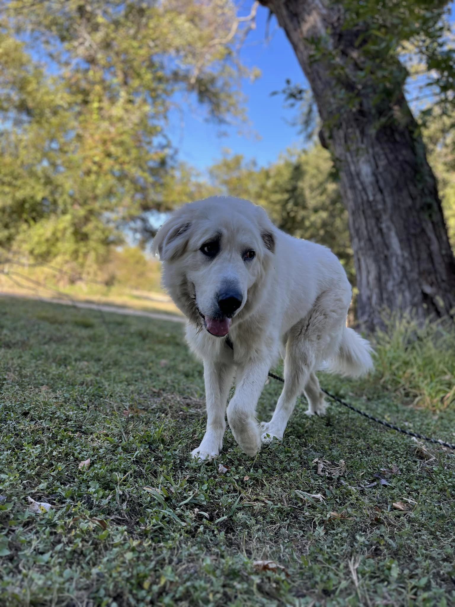 Sully, a Adoptable mixed breed in Georgetown, TX image 4/6