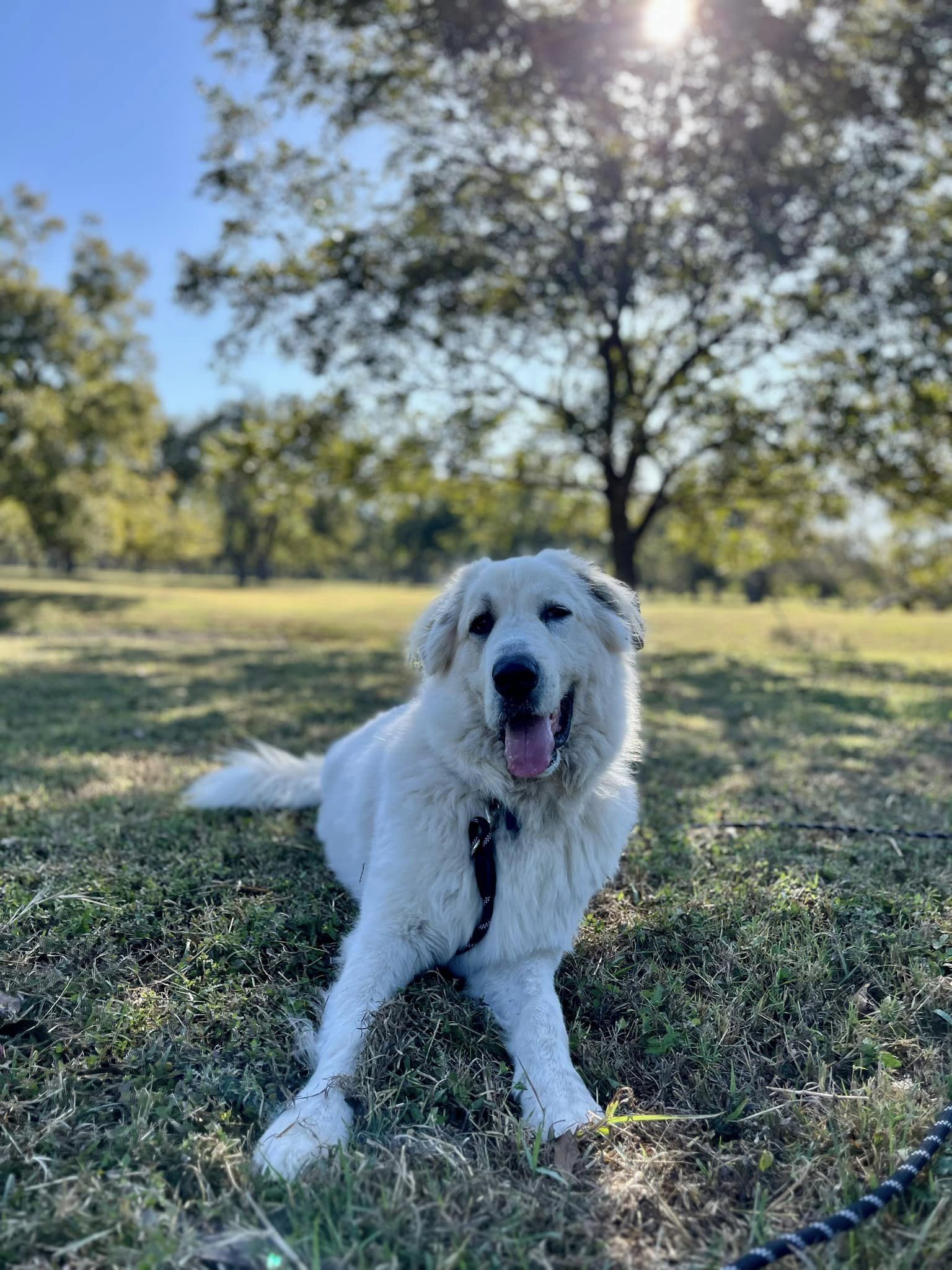 Sully, a Adoptable mixed breed in Georgetown, TX image 5/6