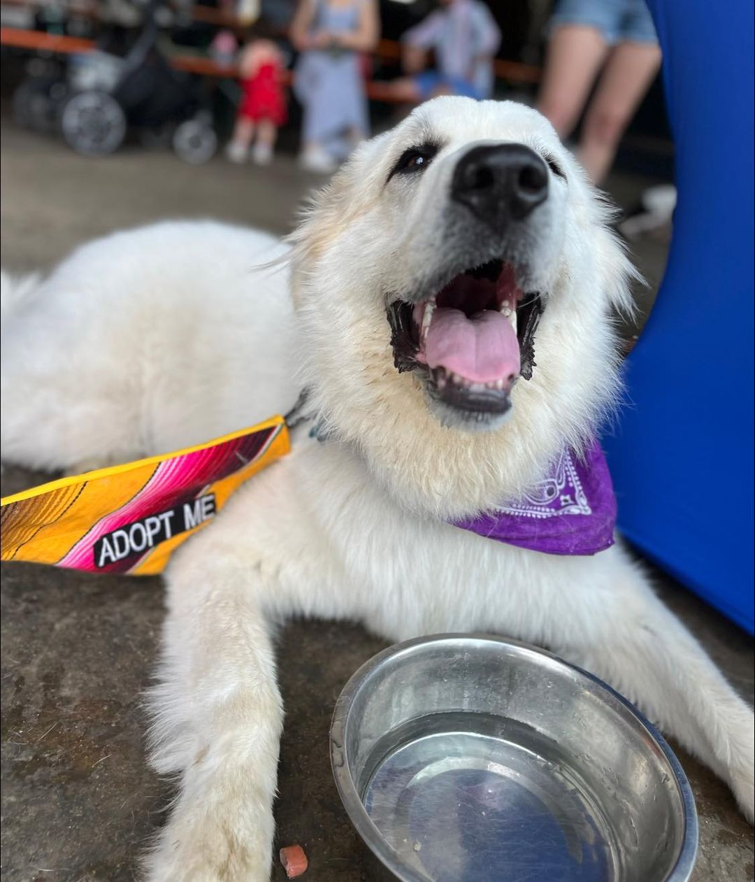 Sully, a Adoptable mixed breed in Georgetown, TX image 6/6