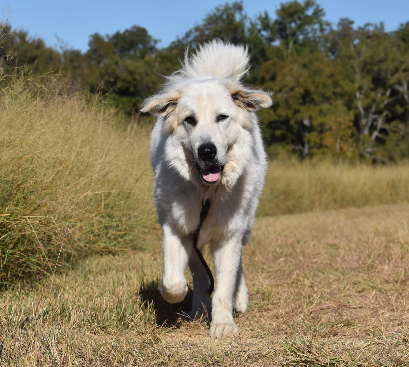Sully, a Adoptable mixed breed in Georgetown, TX image 1/6
