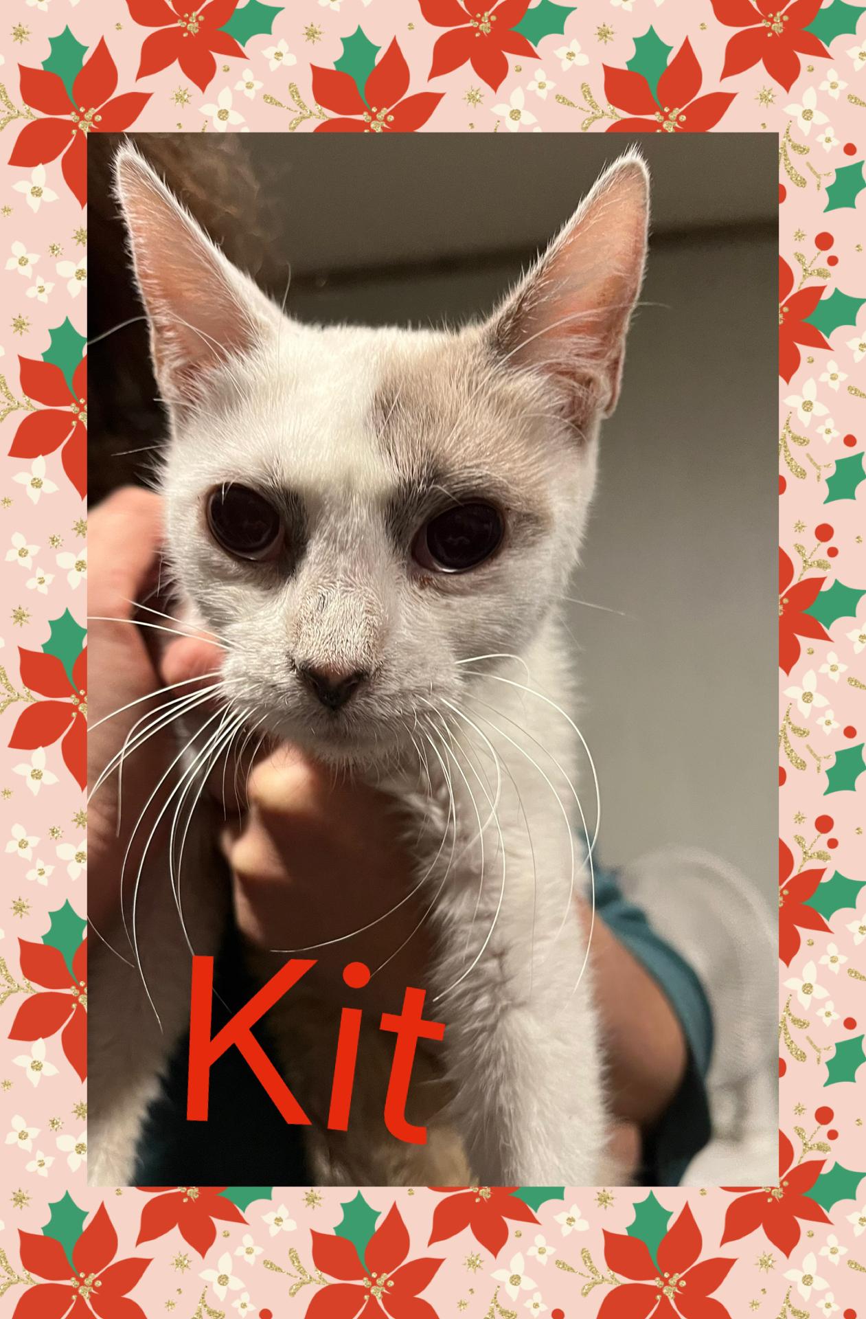 Enlarge Kit, a ADOPTABLE Siamese in Lebanon, MO image 1/1