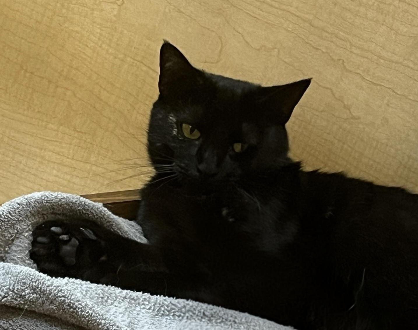 Josie