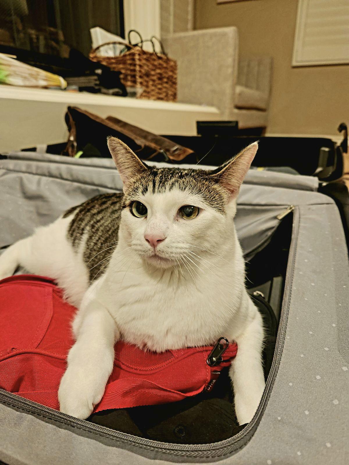 Tinkie, Adoptable, Adult Female Domestic Short Hair & Tabby.