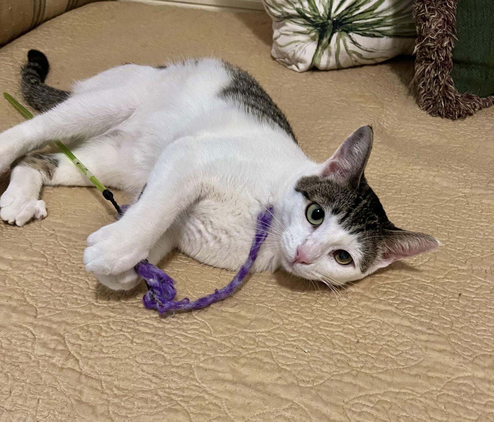 Tinkie, a Adoptable mixed breed in Laguna Niguel, CA image 2/3