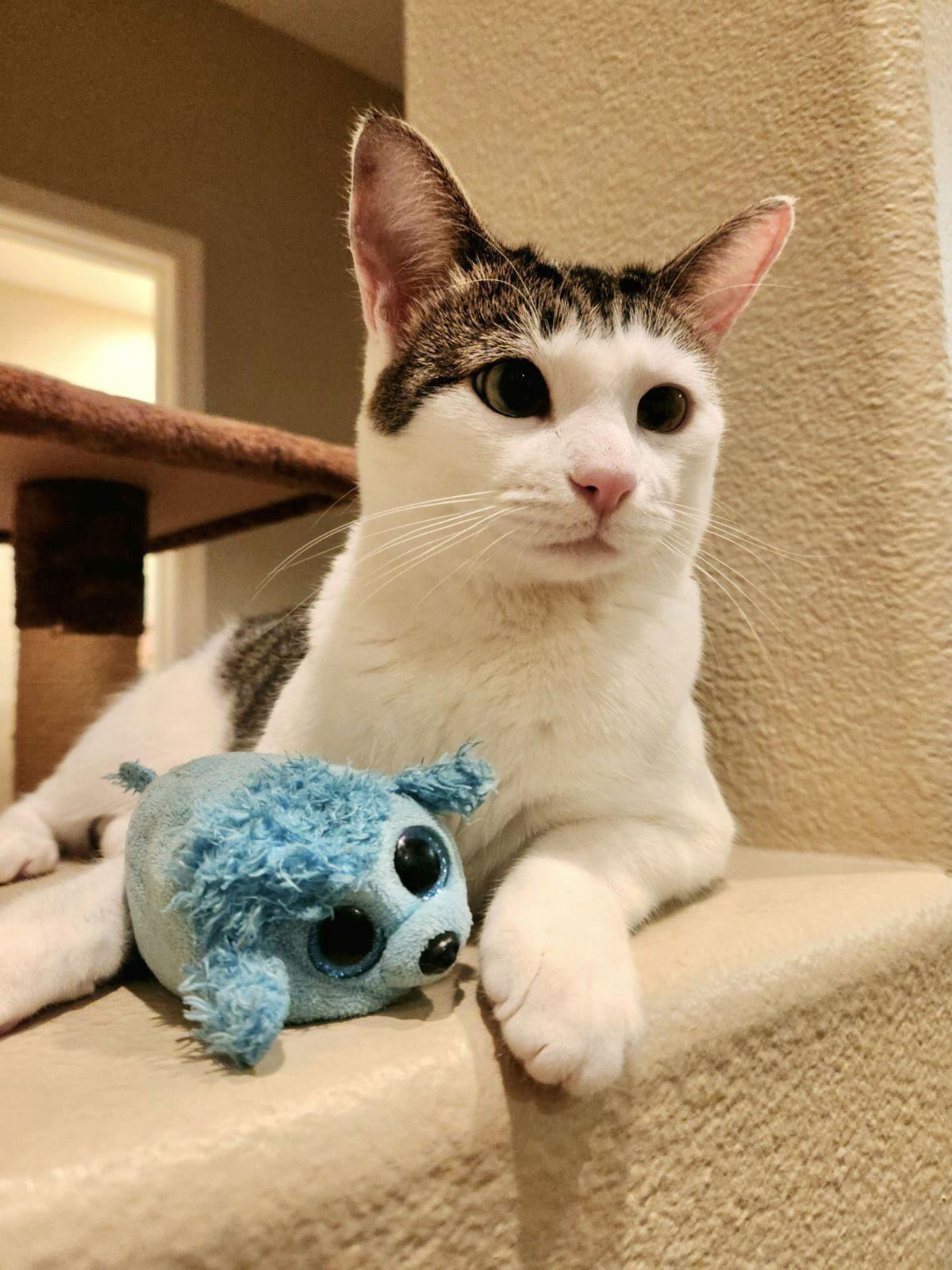 Tinkie, a Adoptable mixed breed in Laguna Niguel, CA image 3/3