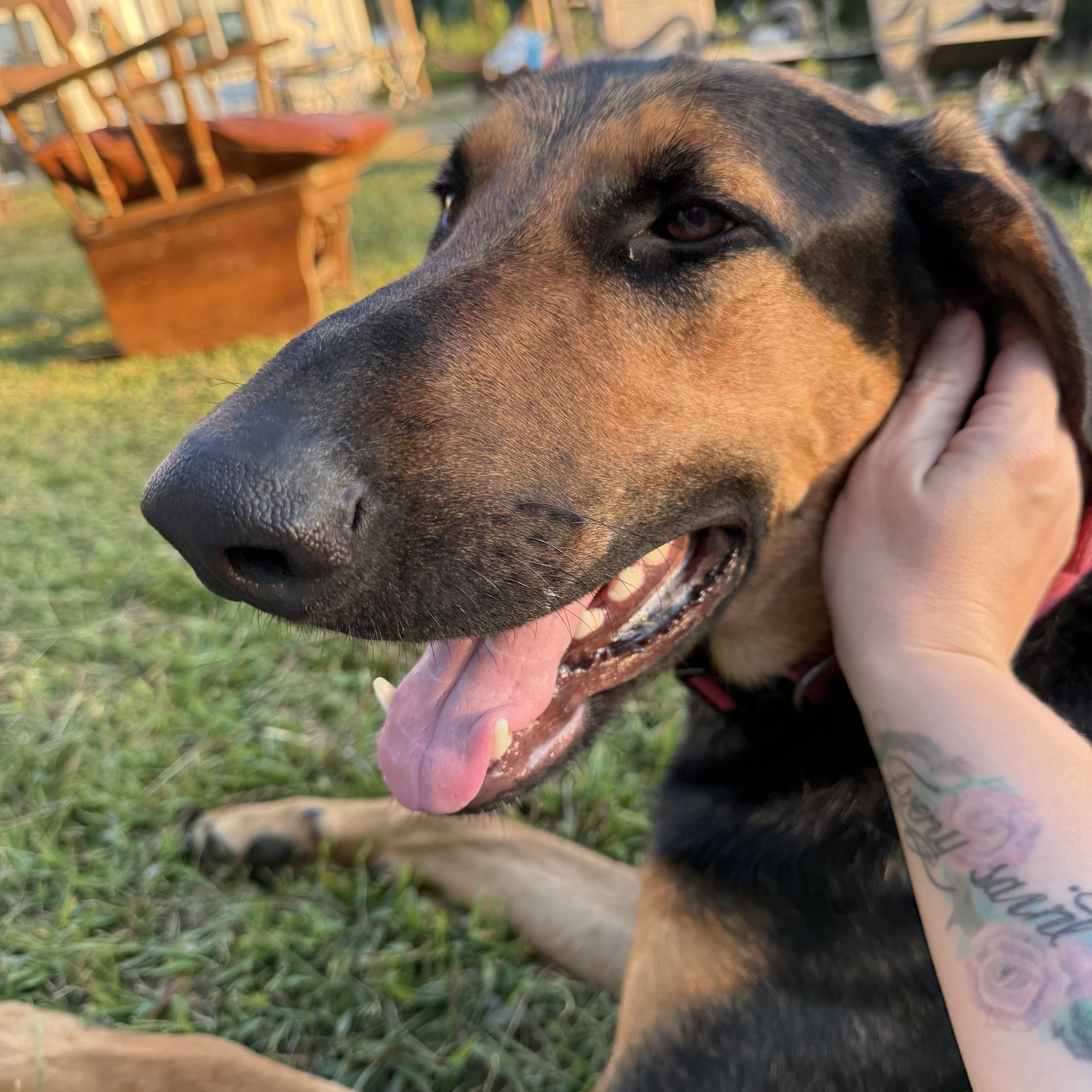 Schofield - Community Post, adopted, Adult Male Great Dane & Hound.