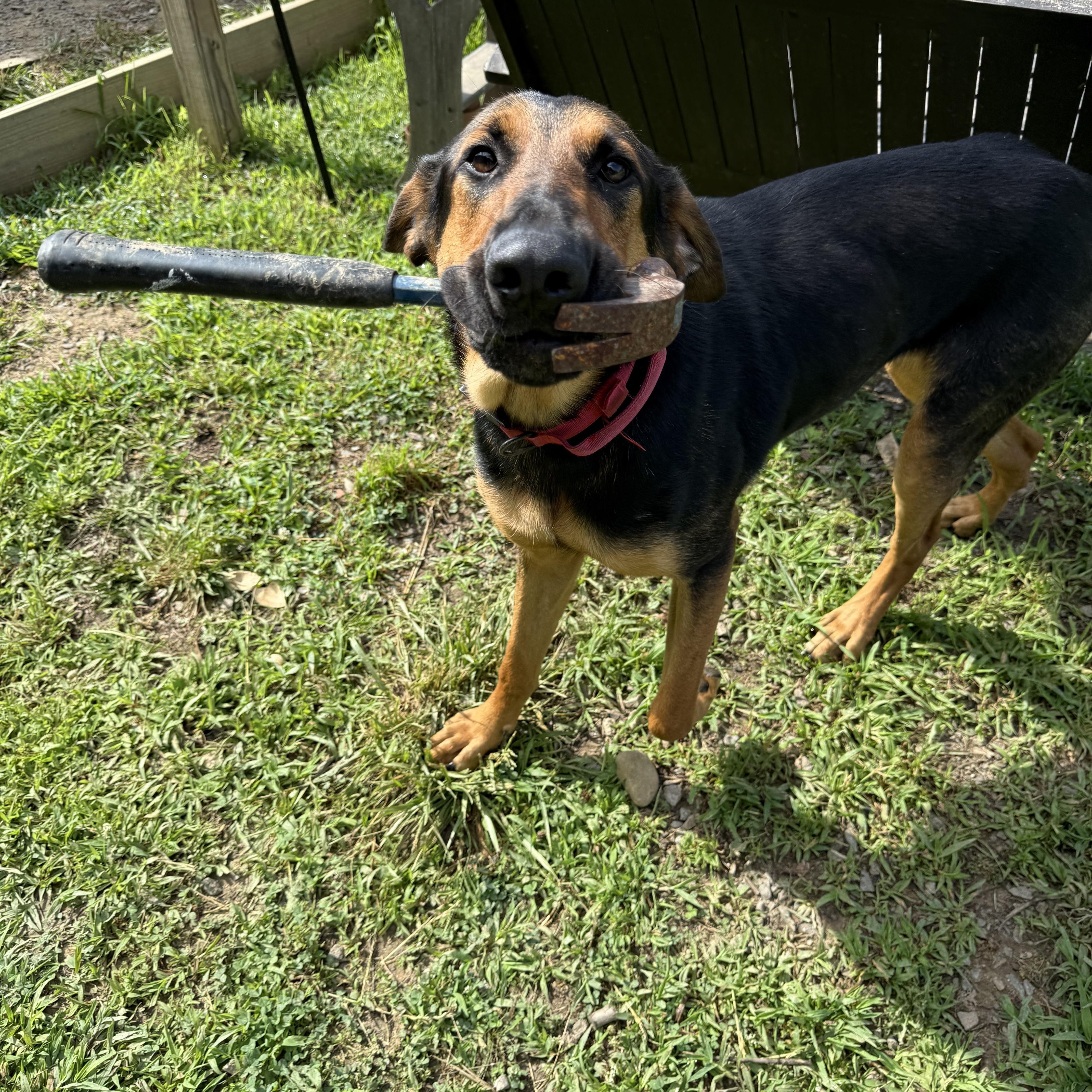 Schofield - Community Post, an adopted mixed breed in Floyd, VA image 2/3