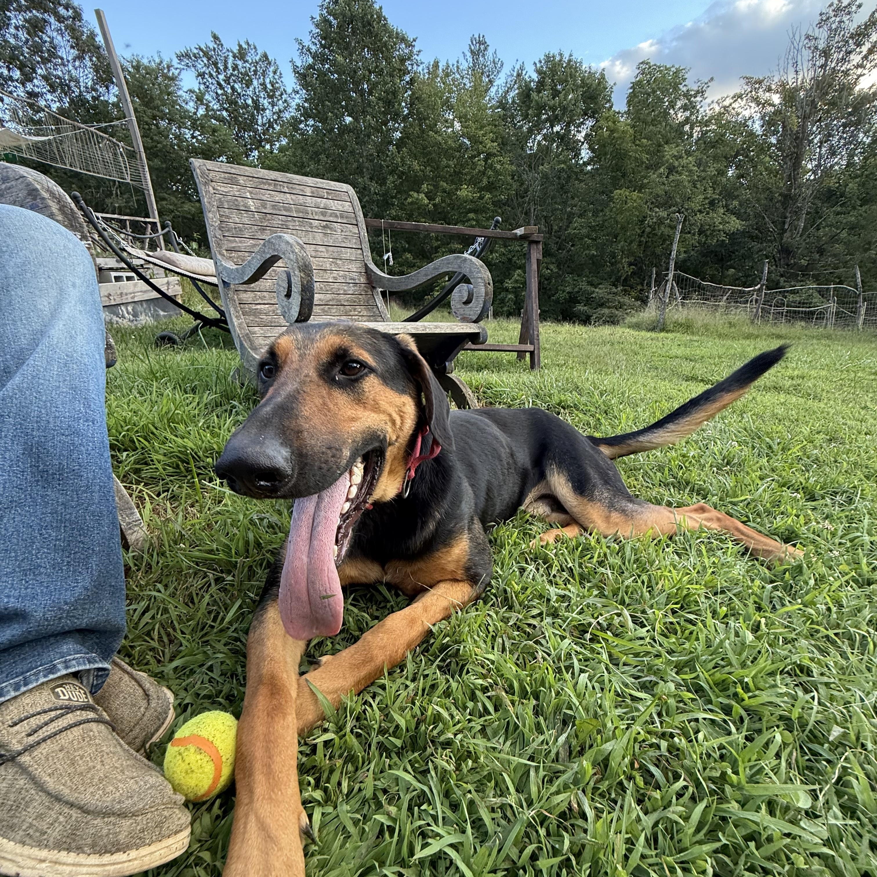 Schofield - Community Post, an adopted mixed breed in Floyd, VA image 3/3