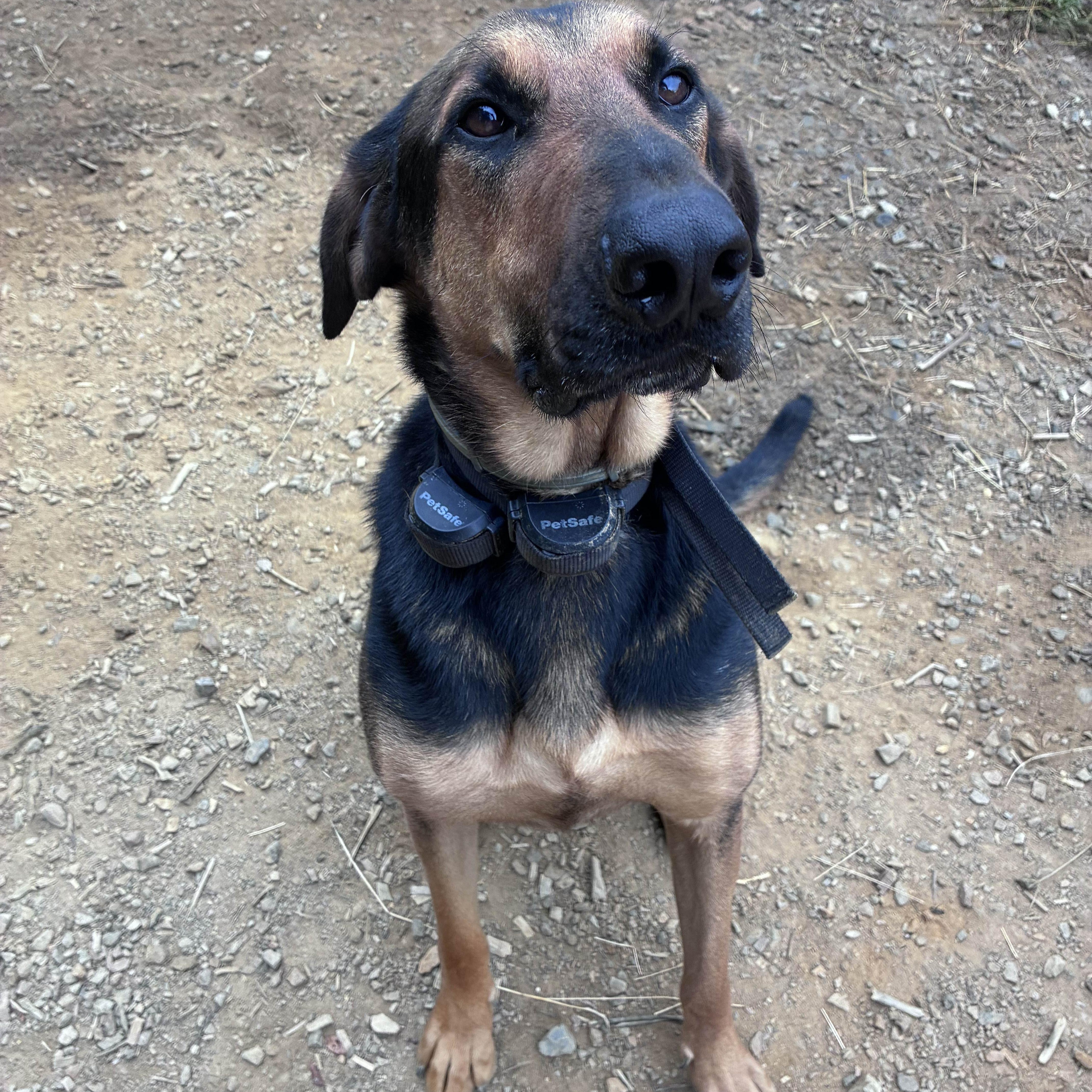 Schofield - Community Post, Adoptable, Adult Male Great Dane & Hound.
