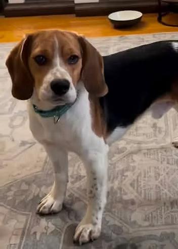 Dr. Doofenschmirtz, a ADOPTABLE Beagle in Racine, WI image 3/3