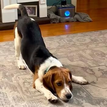 Dr. Doofenschmirtz, a ADOPTABLE Beagle in Racine, WI image 2/3