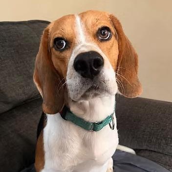 Dr. Doofenschmirtz, a ADOPTABLE Beagle in Racine, WI image 1/3