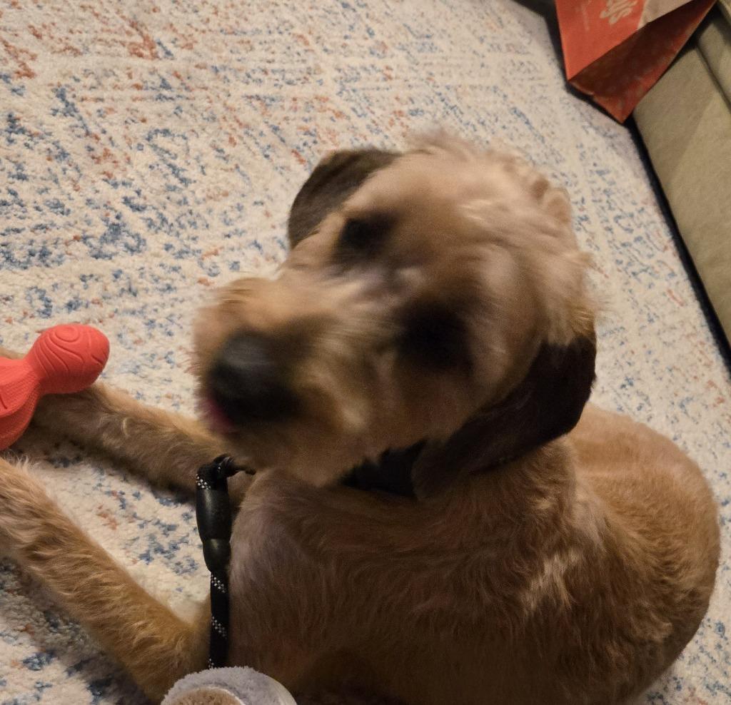 Chestnut, Adopted, Young Male Redbone Coonhound & Poodle.