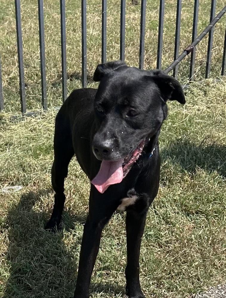 Enlarge Johnnie, a Adoptable mixed breed in Lancaster, PA image 1/2