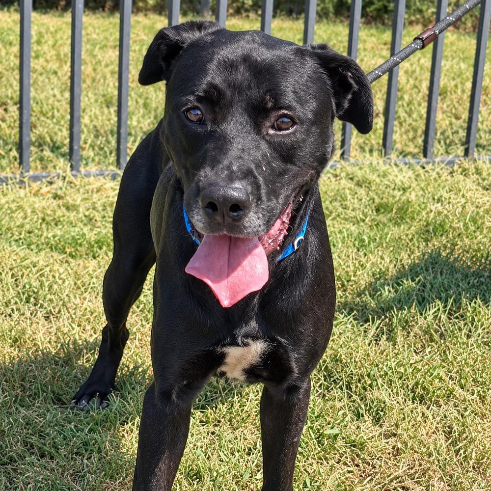 Enlarge Johnnie, a Adoptable mixed breed in Lancaster, PA image 2/2
