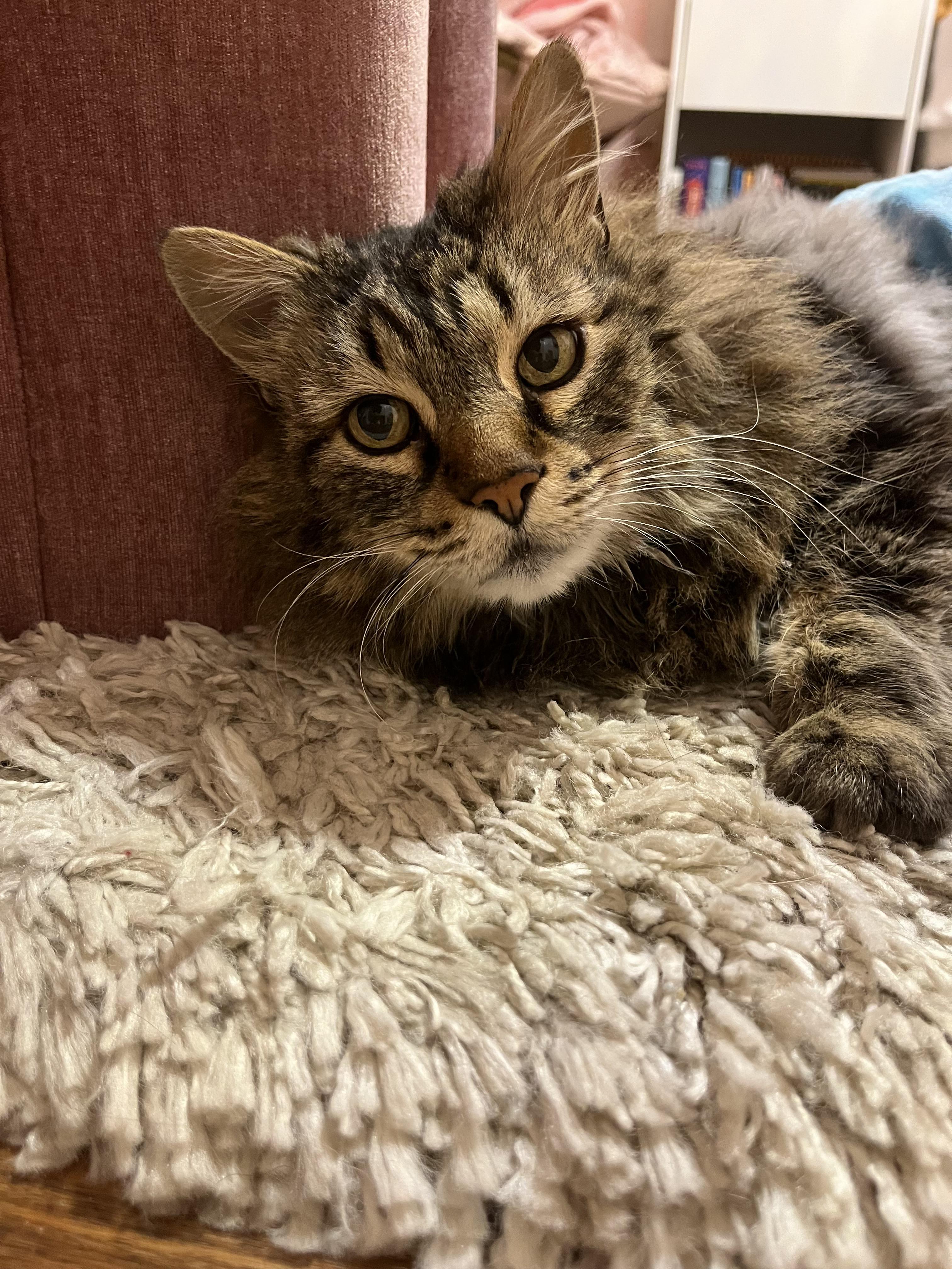 Winston, Adoptable, Senior Male Domestic Long Hair.