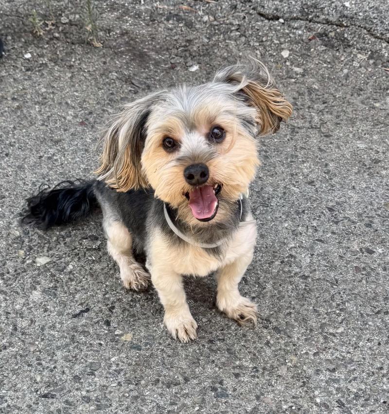 Calvin, Adoptable, Adult Male Yorkshire Terrier & Mixed Breed.