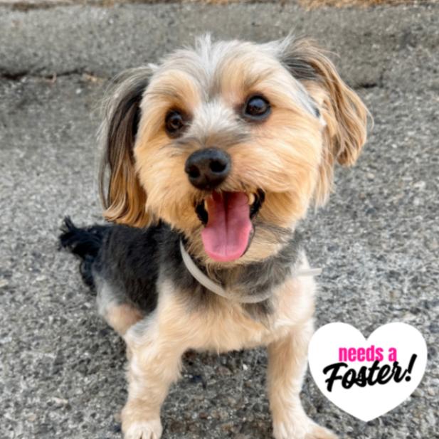 Enlarge Calvin, a Adoptable mixed breed in Valley Village, CA image 2/5