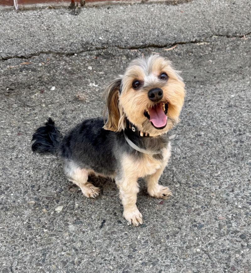 Enlarge Calvin, a Adoptable mixed breed in Valley Village, CA image 4/5