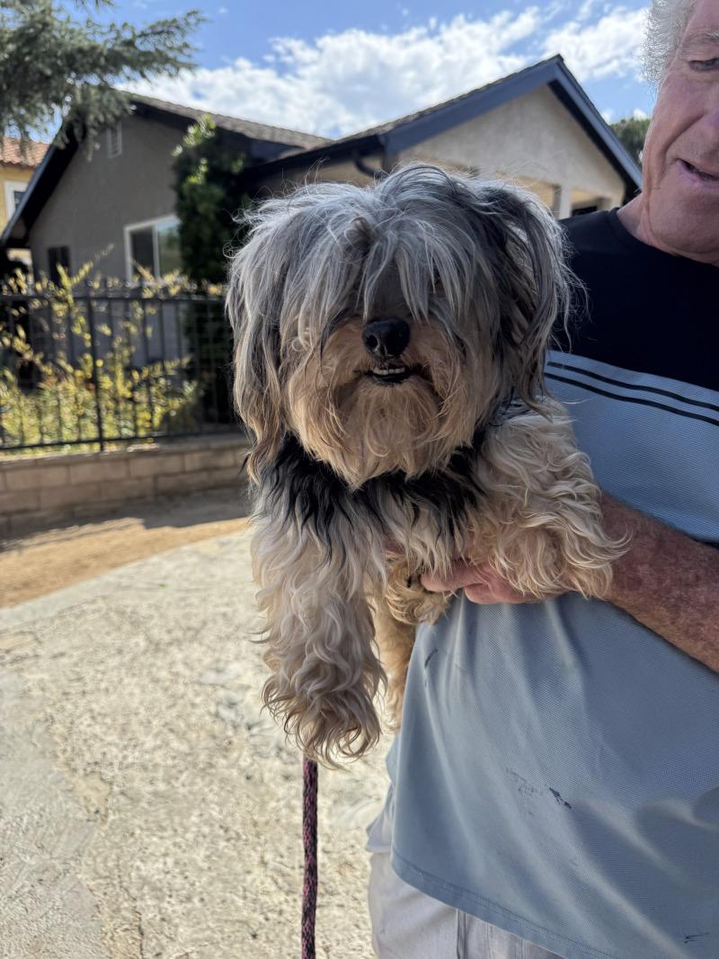 Enlarge Calvin, a Adoptable mixed breed in Valley Village, CA image 5/5