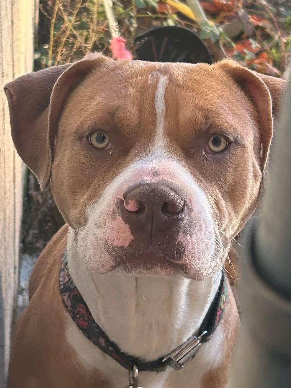 Waffles, Adoptable, Adult Male Pit Bull Terrier.