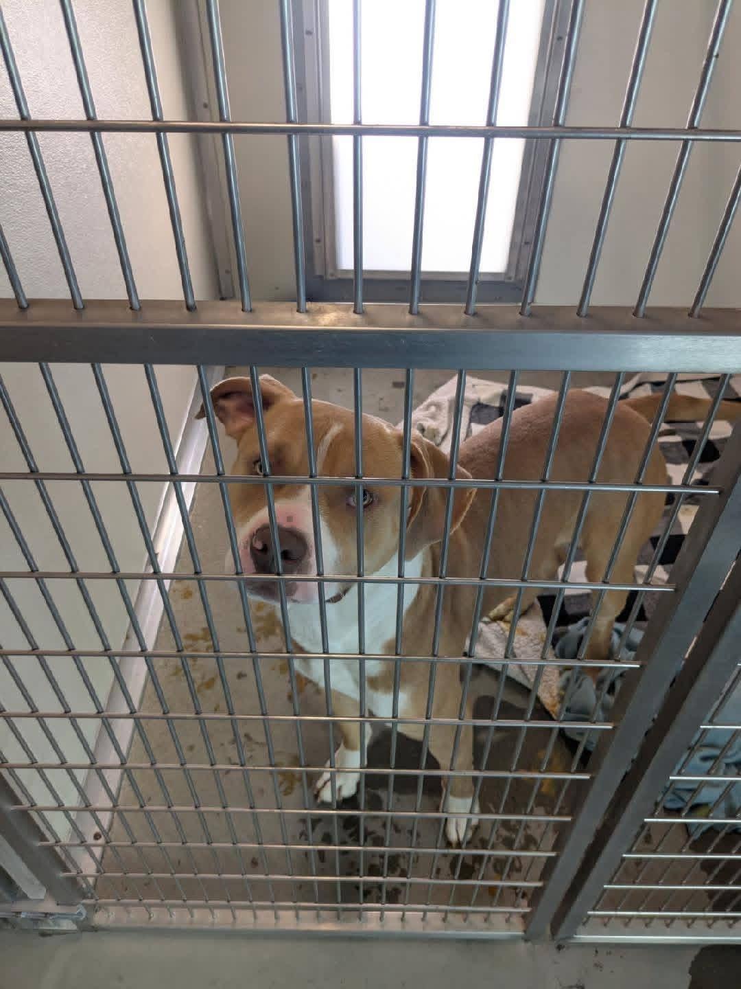 Waffles, a Adoptable mixed breed in Eugene, OR image 2/5